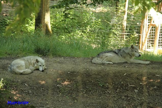 Wölfe in Ernstbrunn, 7.6.2015